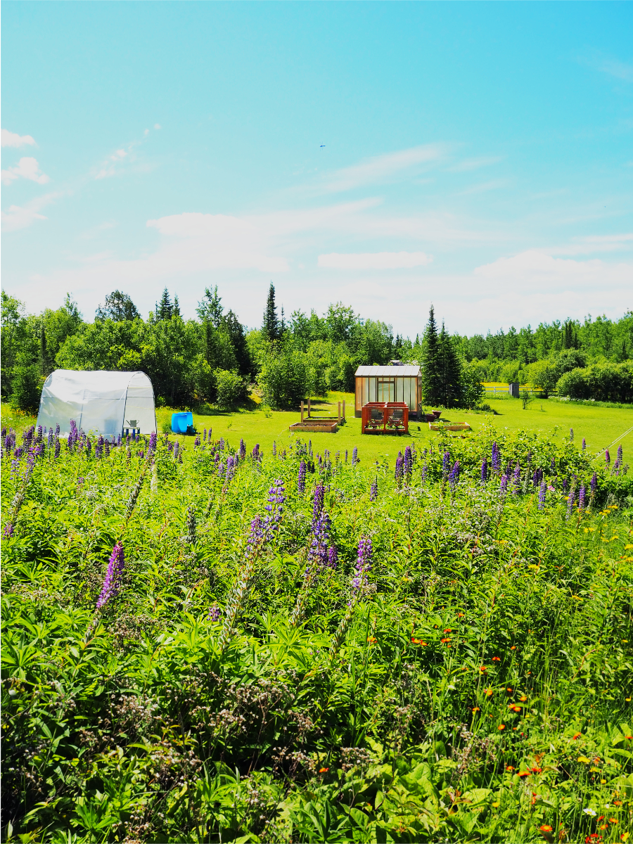 The Parr's Jars property in Wabigoon — lupins, garden beds, and the polytunnel